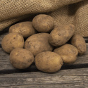 Læggekartofler ''Maria'' 1 kg, Faste kartofler, meget tidlig. Kulturarvssort, de