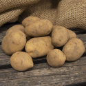 Læggekartofler ''Marine'' 1 kg, Fastkogende kartofler, meget tidlige. 