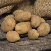 Læggekartofler 'Marine' 1 kg