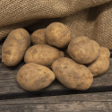 Læggekartofler ''Maris Bard'' 1 kg, Fastkogende kartofler, tidlige til medium-ti