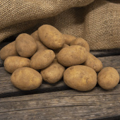 Læggekartofler 'Octa' 1 kg