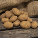 Læggekartofler ''Octa'' 1 kg, Fastkogende kartofler, meget tidlige.