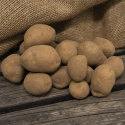 Læggekartofler ''Charlotte'' 1 kg, Fastkogende kartofler, tidlige og kan opbevar