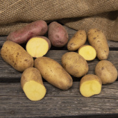 Læggekartofler 'Gourmetlådan'