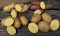 Læggekartofler ''''Gourmetlådan'''', Velkomponeret gourmetkasse med sen og