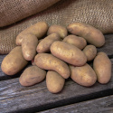Læggekartofler ''''''''Juliette'''''''' 1 kg, Fastkogende kartofler, tidlige og 