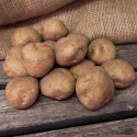 Læggekartofler ''''''''Timo'''''''' 1 kg, Fast potatis, mycket tidig.