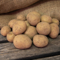 Læggekartofler ''''''''Swift'''''''' 1 kg, Fastkogende kartofler, meget tidlige.
