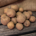 Læggekartofler ''''''''Rocket'''''''' 1 kg, Fastkogende kartofler, meget tidlige