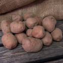 Læggekartofler ''''''''Early Rose'''''''' 1 kg, Noget melede kartofler, meget ti