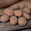 Læggekartofler ''''''''Early Puritan'''''''' 1 kg, Noget melede kartofler, meget