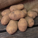 Læggekartofler ''''''''Bintje'''''''' 1 kg, Fastkogende kartofler, sene og kan o
