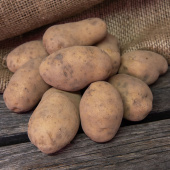 Læggekartofler 'Bintje' 1 kg