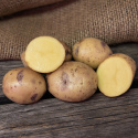 Læggekartofler ''''''''Blue Belle'''''''' 1 kg, Let melede kartofler, medium-tid