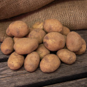 Læggekartofler ''''''''Blue Belle'''''''' 1 kg, Let melede kartofler, medium-tid