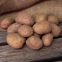 Læggekartofler ''''''''King Edward'''''''' 1 kg, Melede kartofler, sene med god 