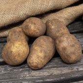 Læggekartofler 'Solist' 1 kg