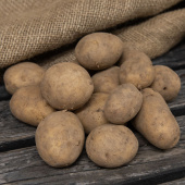 Læggekartofler 'Decibel' 1 kg