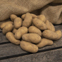 Læggekartofler ''Amandine'' 3 kg, Fastkogende kartofler, tidlige og gode til opb