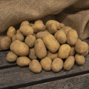 Læggekartofler ''Marine'' 3 kg, Fastkogende kartofler, meget tidlige. 