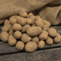 Læggekartofler ''Princess'' 3 kg, Fastkogende kartofler, tidlige og kan opbevare