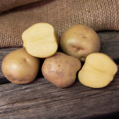 Læggekartofler 'Timo' 3 kg