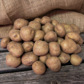Læggekartofler 'Timo' 3 kg