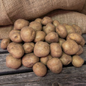Læggekartofler ''''''''''''''''Timo'''''''''''''''' 3 kg, Fastkogende kartofler,