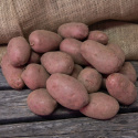 Læggekartofler ''''''''Asterix'''''''' 3 kg, Fast potatis, sen med mycket god la