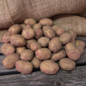 Læggekartofler ''''''''King Edward'''''''' 3 kg,  Melede kartofler, sene med god