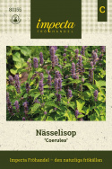 Anisisop 'Coerulea', Blålilla blomster på korte, tætte spir over mynteduftende, limegrønt løv.