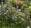 Anisisop 'Coerulea', Blålilla blomster på korte, tætte spir over mynteduftende, limegrønt løv.