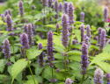Anisisop 'Coerulea', Blålilla blomster på korte, tætte spir over mynteduftende, limegrønt løv.