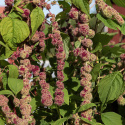 Rævehale 'Mira',  meget lange blomsterhaler, som ligner dreadlocks af kugleformede blomsterklaser i mørk cerise og mintgrøn.
