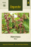 Rævehale 'Mira',  meget lange blomsterhaler, som ligner dreadlocks af kugleformede blomsterklaser i mørk cerise og mintgrøn.