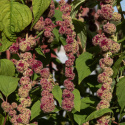 Rævehale 'Mira',  meget lange blomsterhaler, som ligner dreadlocks af kugleformede blomsterklaser i mørk cerise og mintgrøn.