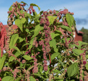 Rævehale 'Mira',  meget lange blomsterhaler, som ligner dreadlocks af kugleformede blomsterklaser i mørk cerise og mintgrøn.