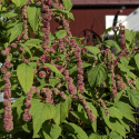 Rævehale 'Mira',  meget lange blomsterhaler, som ligner dreadlocks af kugleformede blomsterklaser i mørk cerise og mintgrøn.