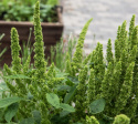 Amarant 'Green Thumb', Dekorative lysegrønne, tætte blomsterspir, som strækker sig op over løvet.