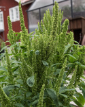 Amarant 'Green Thumb', Dekorative lysegrønne, tætte blomsterspir, som strækker sig op over løvet.