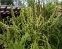 Amarant 'Green Thumb', Dekorative lysegrønne, tætte blomsterspir, som strækker sig op over løvet.