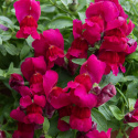 LøvemundF1 'Candy Showers Deep Purple', Intenst purpurlilla blomster med lille, gult svælg.