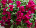 LøvemundF1 'Candy Showers Deep Purple', Intenst purpurlilla blomster med lille, gult svælg.