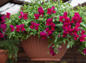 LøvemundF1 'Candy Showers Deep Purple', Intenst purpurlilla blomster med lille, gult svælg.