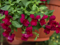 LøvemundF1 'Candy Showers Deep Purple', Intenst purpurlilla blomster med lille, gult svælg.