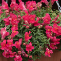 Løvemund F1 'Candy Showers Rose', Lav. Strålende hindbærrosa blomster med gult svælg.