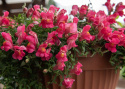 Løvemund F1 'Candy Showers Rose', Lav. Strålende hindbærrosa blomster med gult svælg.