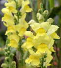 Løvemund F1 'Rocket Golden', Varmt gyldengule, tætte blomsterspir på forgrenede, robuste stængler.