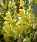 Løvemund F1 'Rocket Golden', Varmt gyldengule, tætte blomsterspir på forgrenede, robuste stængler.