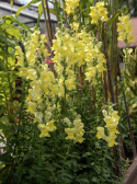 Løvemund F1 'Rocket Golden', Varmt gyldengule, tætte blomsterspir på forgrenede, robuste stængler.